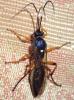Diphyus quadripunctorius